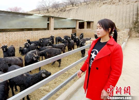 甘肃环县贫困妇女“与羊为伴”引众脱贫致富（组图）