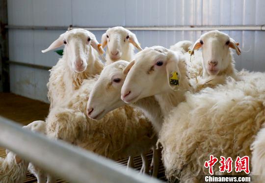甘肃环县贫困妇女“与羊为伴”引众脱贫致富（组图）