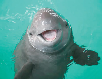 性情活泼的长江江豚面带微笑,在江水中翻腾跳跃,上游下窜